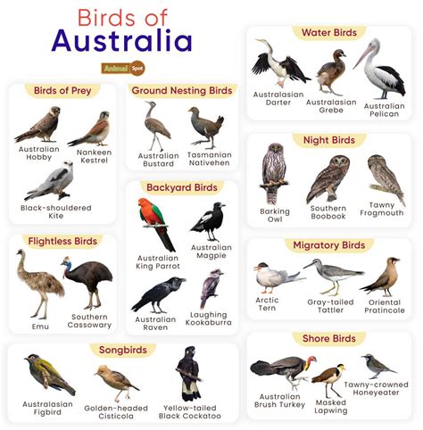 list  birds   australia  pictures