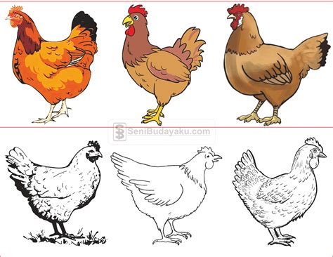 gambar ayam betina kartun lucu gambar kartun ayam hewan ilustrasi