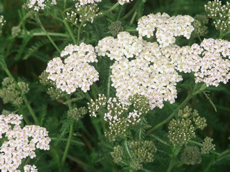 Growing Yarrow Plant How To Grow Yarrow