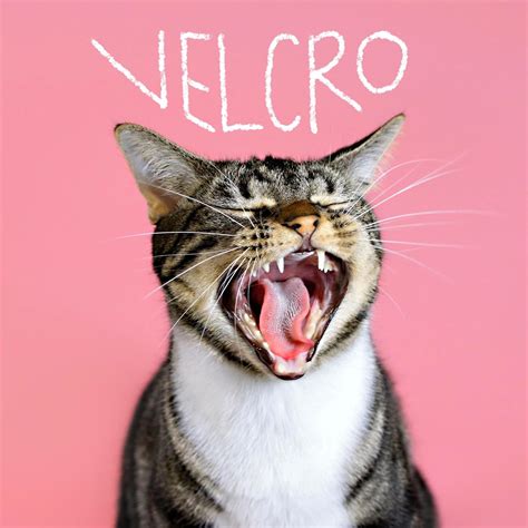 200+ Cute Girl Cat Names Perfect for Your Purr-ty Princess
