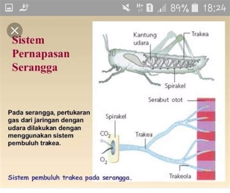 Sistem Pernapasan Pada Serangga Homecare24