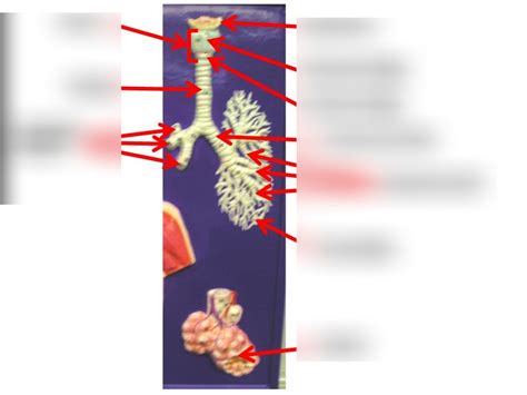 Resp Model Lung Diagram Quizlet