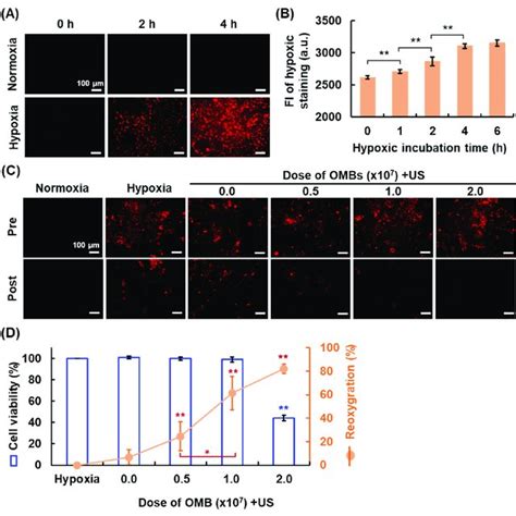 hypoxic tumor cell model  reoxygenation  fluorescent images