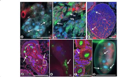 Immunohistological Detection Of Endobacteria In Female Reproductive