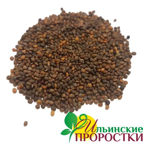 Руккола семена для проращивания микрозелени и беби зелени купить в ...