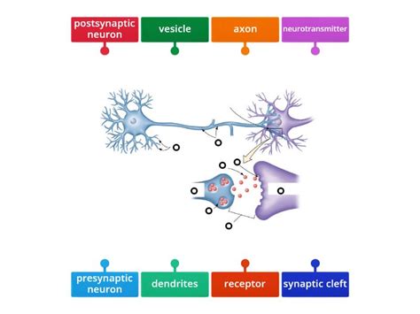 synapse structure labelled diagram