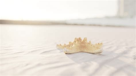 starfish on the sity beach 34803766 Stock Video at Vecteezy