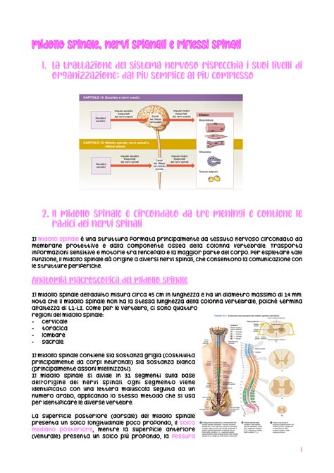 Midollo Spinale Nervi Spinali E Riflessi Spinali La Trattazione Del