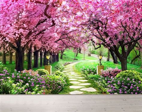 background pemandangan bunga sakura   gambar bunga sakura