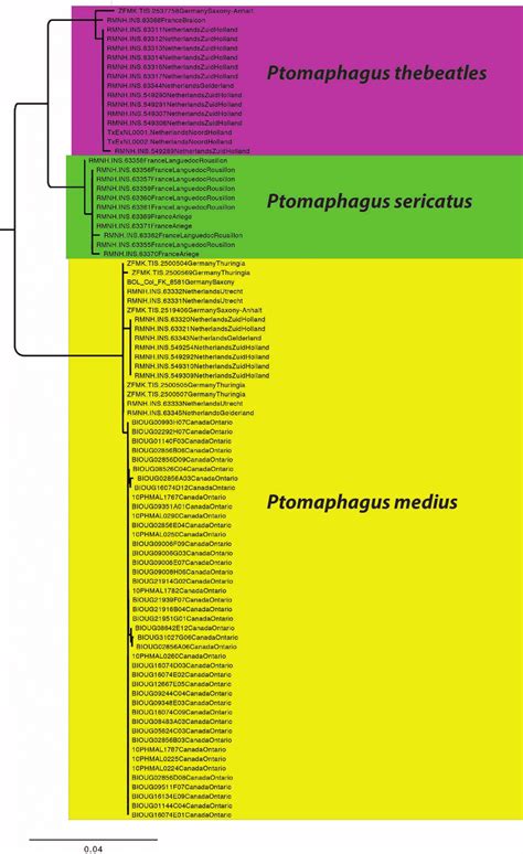 Enlarged Section Of The Maximum Likelihood Phylogenetic Reconstruction