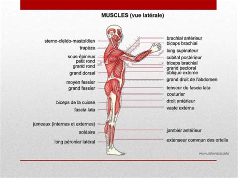 Les muscles du corps humain