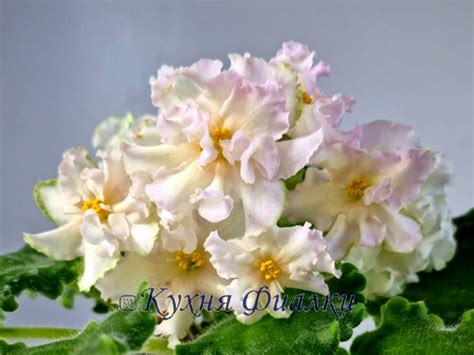 Фиалки Морев, НК, НД, ВаТ, ПТ, ЕК