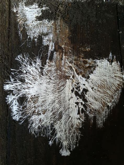 фотофон | Фотоискусство, Природа, Грибы