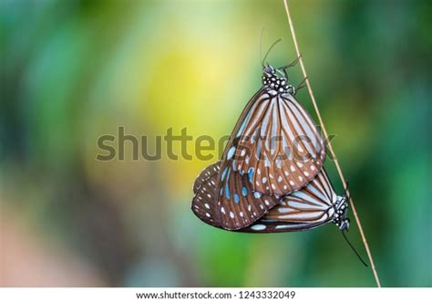 Butterfly Mating Having Sex On Tree Stock Photo 1243332049 Shutterstock