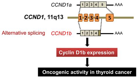 Cancers Free Full Text CCND1 Splice Variant As A Novel Diagnostic