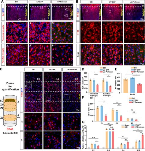 Perlecan Overexpression Inhibited Neuroinflammatory Response After SCI