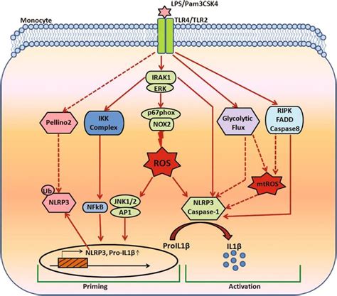 il vcellular molecular immunology  mol