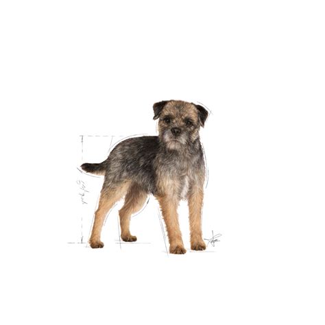 STERILISED für Hunde Mousse | Royal Canin DE