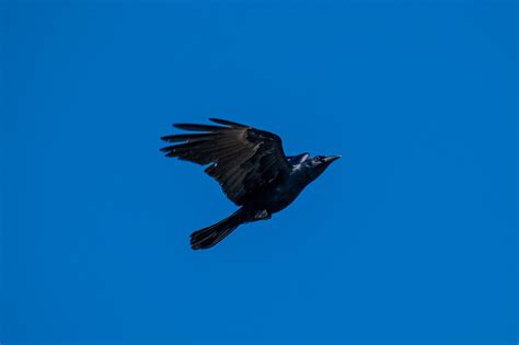 WILD THINGS: FISH CROWS, ON A LARK