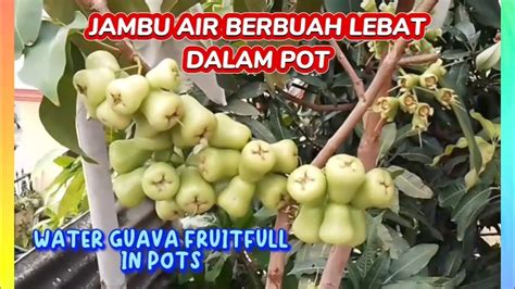 Jambu Air Berbuah Lebat Dalam Pot Youtube