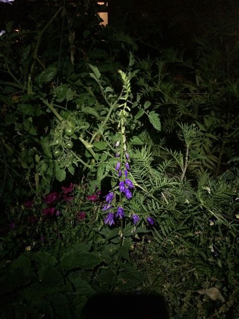 July 28 2016 Rampion Rapunzel Campanula Rapunculoides At Night