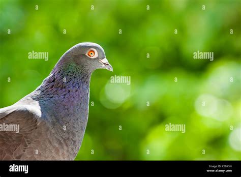 Racing Pigeon Hi Res Stock Photography And Images Alamy