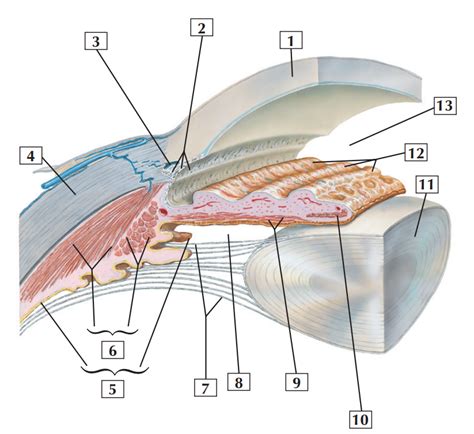 diagram  anterior  posterior chambers   eye quizlet