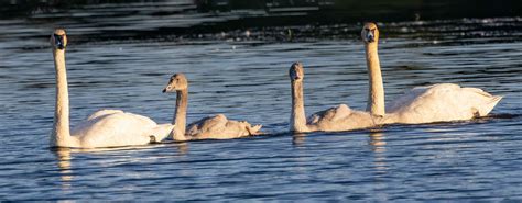 ALASKA | San Diego Bird Spot