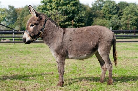 Merries - Will Power - mini ezel, mini-ezels, Mini-Paarden, Mini paard ...