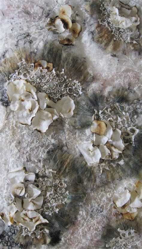 ‘Fungi on tree bark’ | Marian Jazmik