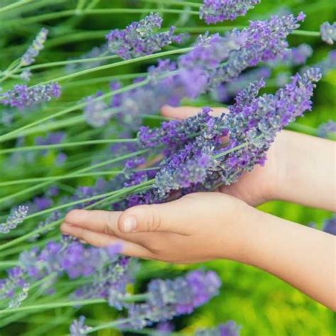 7 Tips For Growing Lavender In Planters