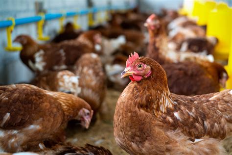 Coriza Infecciosa Aviar en Pollos y Gallinas: Definición, Diagnóstico, Control e Impacto