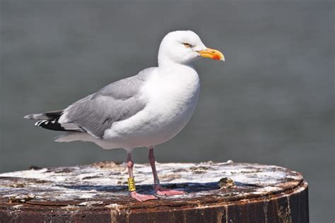 Nationalpark Wattenmeer Tiere - bmp-public