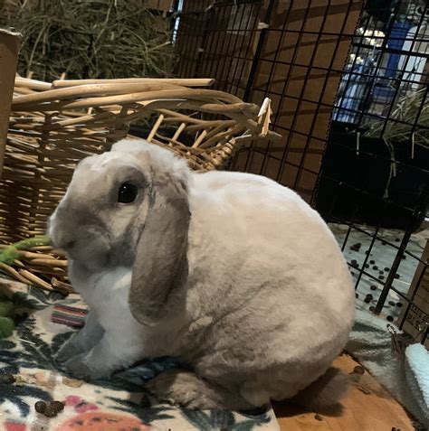 Sanctuary Buns Buckeye House Rabbit Society