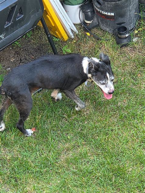 Lost and Found Pets of Michiana | Spotted in River Park - South Bend