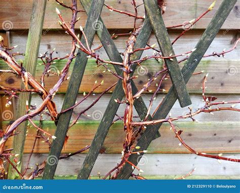 Naked Tree Branches With Buds In Spring After The Rain On The Background Of Wooden Fence Stock