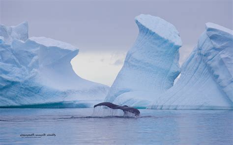 nature, Ice, Landscape, Animals, Whale, Iceberg Wallpapers HD / Desktop ...