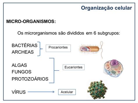 Que Tipos De Ser Vivos São Considerados Microrganismos