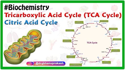 Tricarboxylic Acid Cycle Tca Cycle Citric Acid Cycle Animation