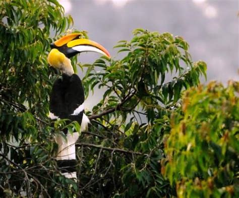 Flora Dan Fauna Khas Kalimantan Barat The Colour Of Indonesia