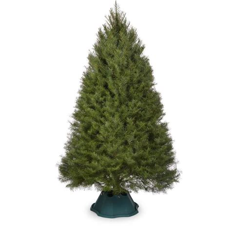 5 6 Ft Douglas Fir Real Christmas Tree At