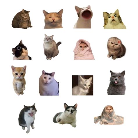 jual isi  pcs sticker meme kucing cat meme sticker kucing