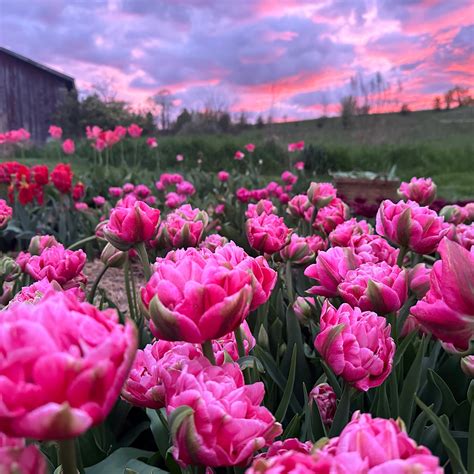 cut your own flowers near me prices 8