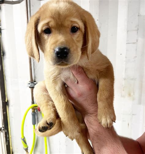 Discover a New Home for Your Furry Friend at Grants Pass Animal Shelter 8