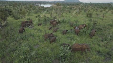 Aerial view of African bush elephant herd, South Africa - Stock Video Clip - K013/3231 - Science ...