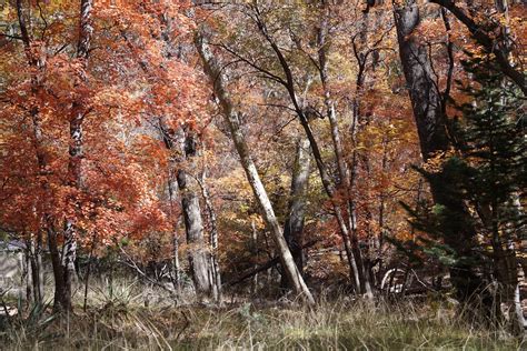 Ramsey Canyon Fall Colors Sierra Vista Area Az Flickr