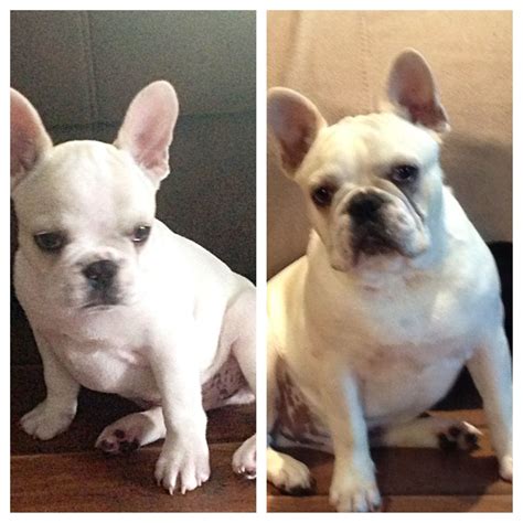 Two Small White Dogs Sitting Together