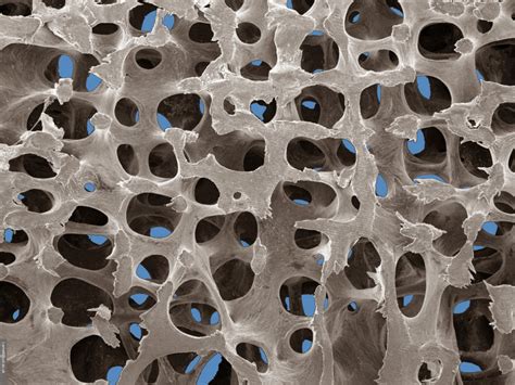 normalhumanvertebralbonestructure  bloomsbury centre