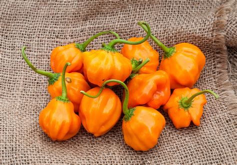 Aji Dulce Heirloom Pepper Premium Seed Packet Etsy