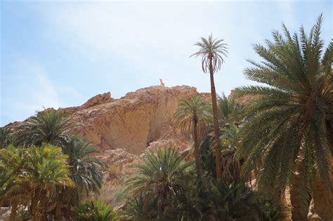 Самый красивый оазис в Сахаре: valery_3 — LiveJournal